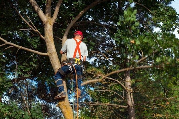 Arborist in tree, wearing safety harness, preparing to cut branches. Outdoors, daylight.