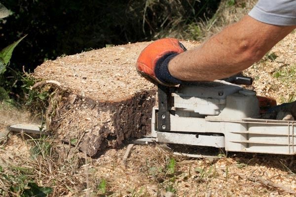 Person using a chainsaw to cut a tree stump. Orange gloved hand guides the saw. Sawdust visible.