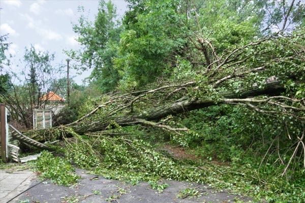 Fallen tree blocking a street next to a house; green leaves and branches scattered.