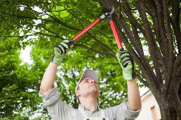 Person pruning tree branches with long-handled shears, wearing gloves and a cap; outdoors.