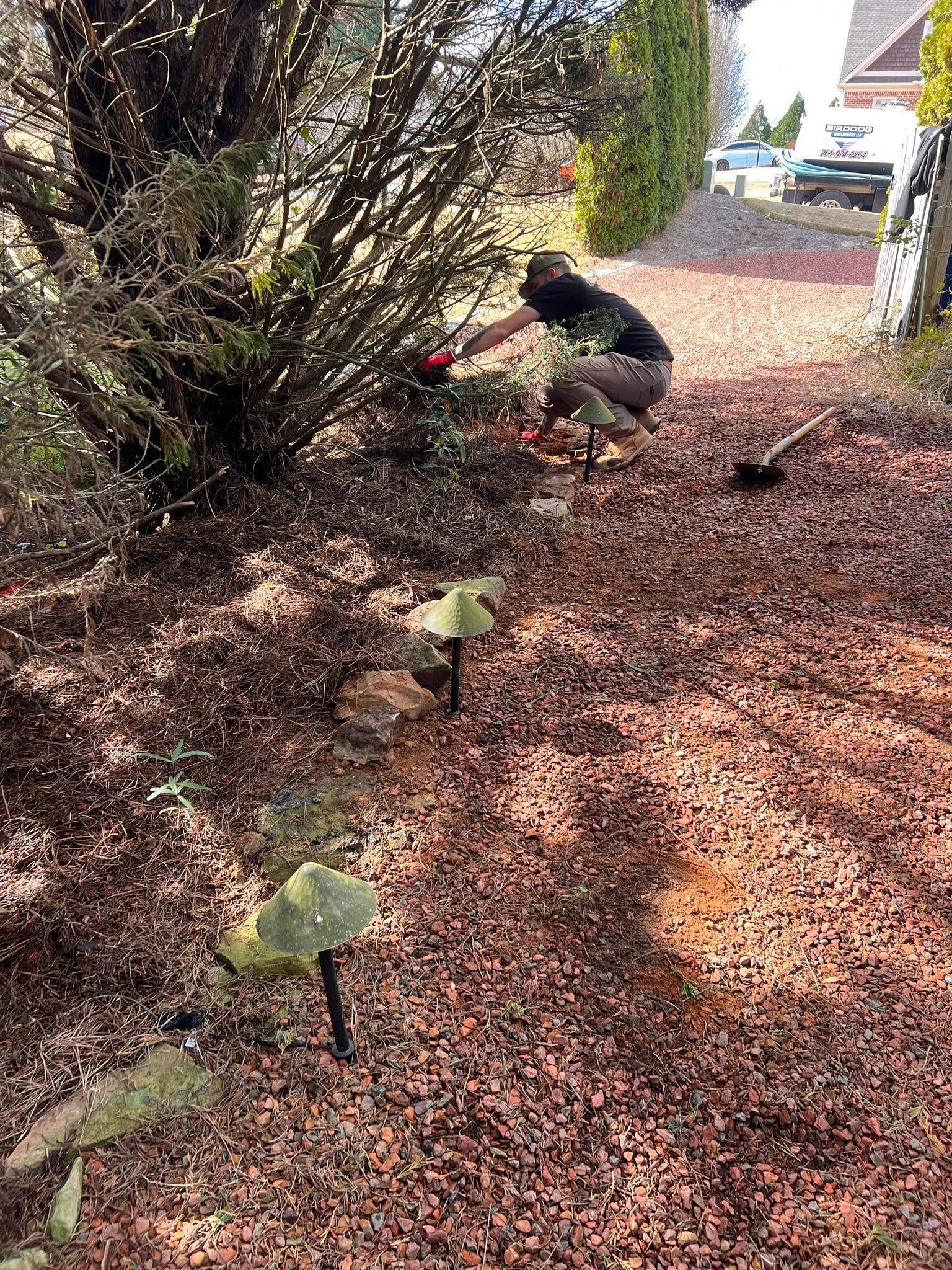 Person pruning bushes in a leafy garden, with a rake on the ground.