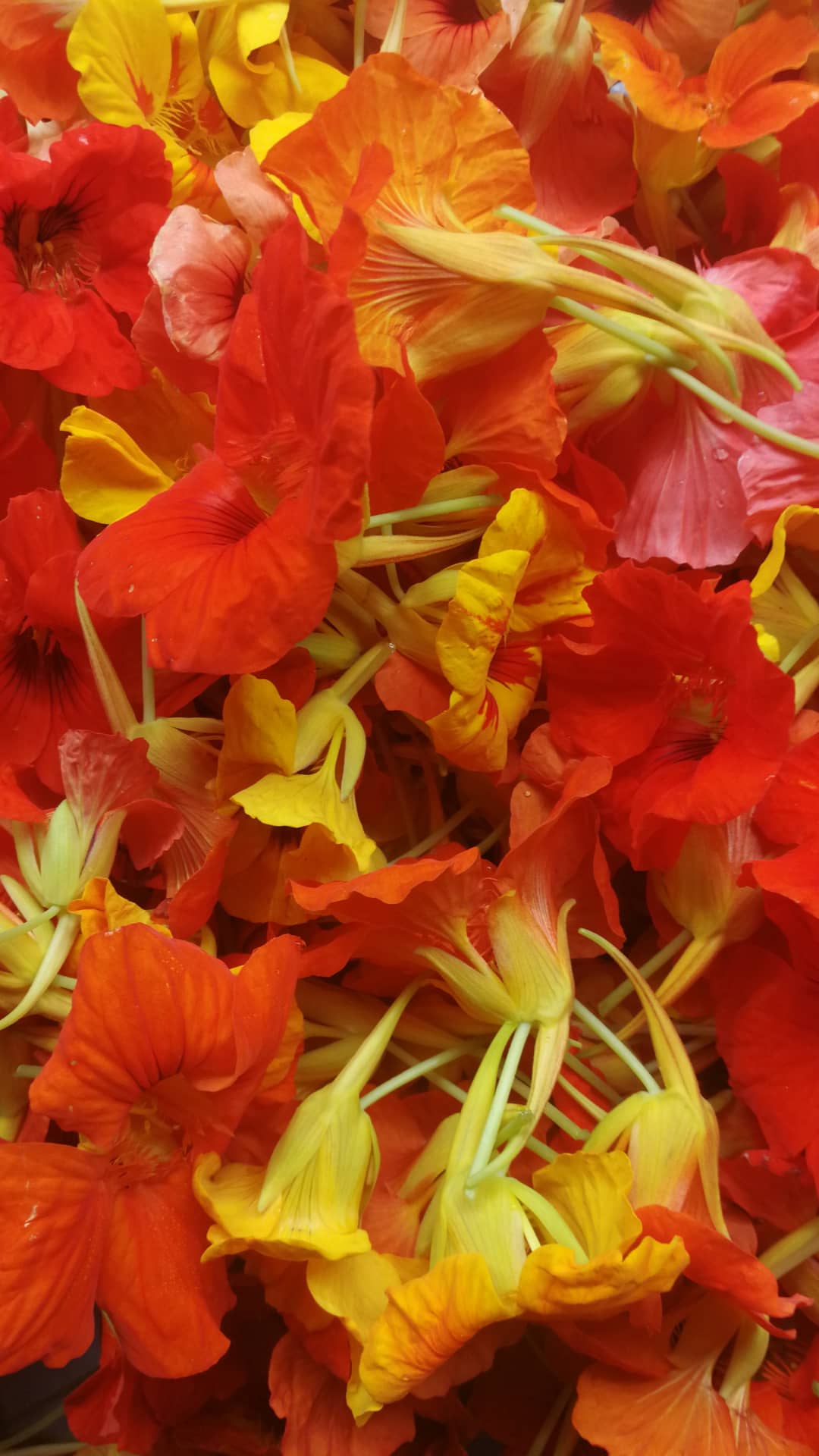Blüten