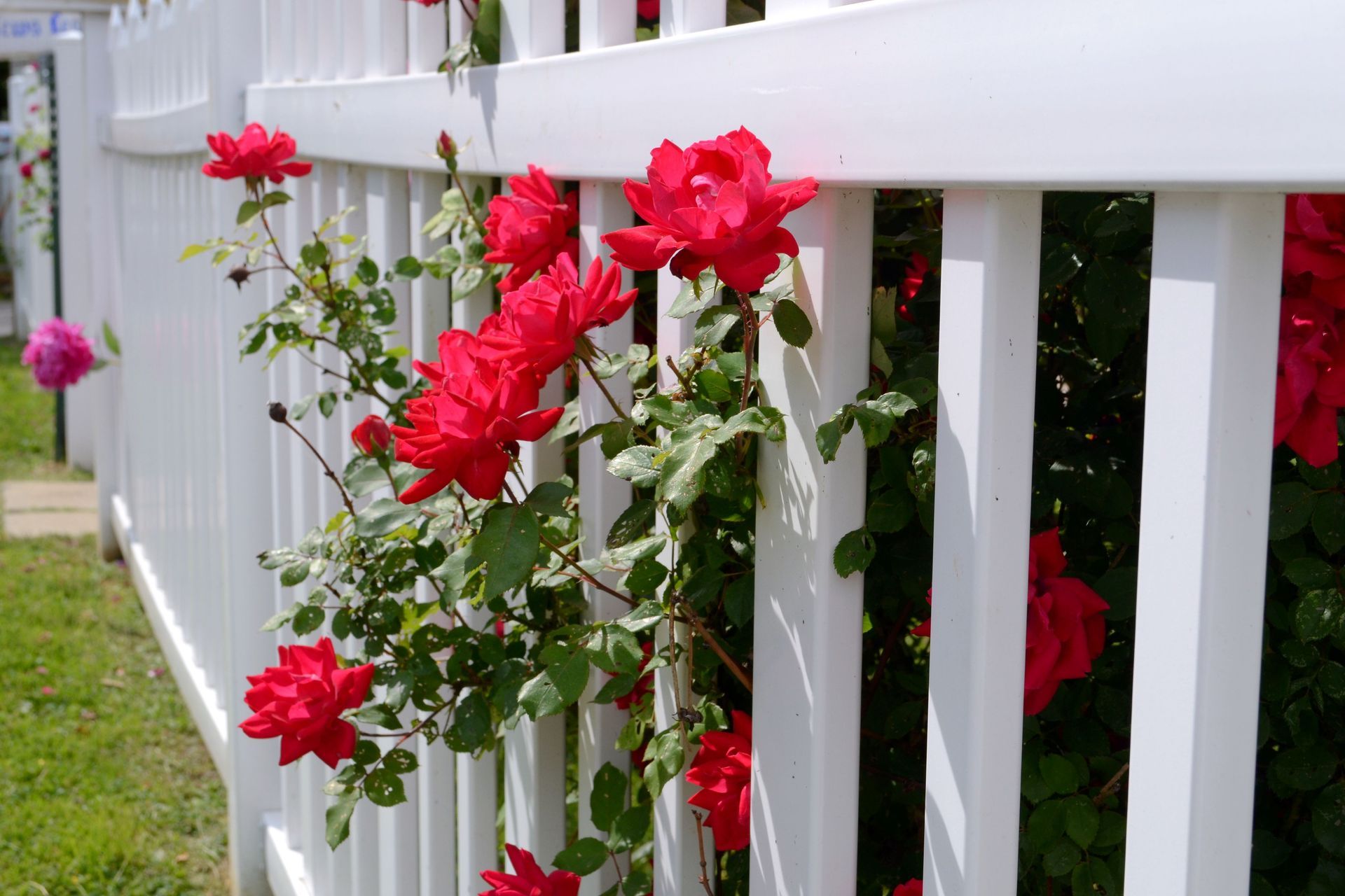 Red roses blooming along a white picket fence in a garden
