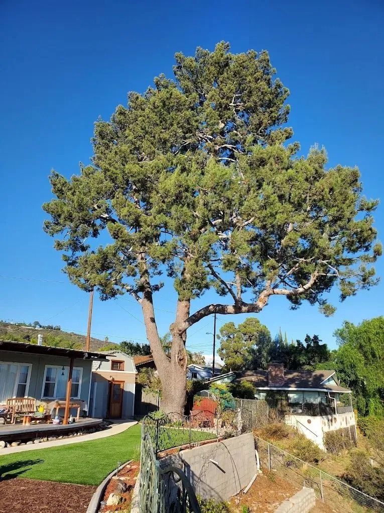 Large pine tree beside a house and yard on a sunny day under a clear blue sky