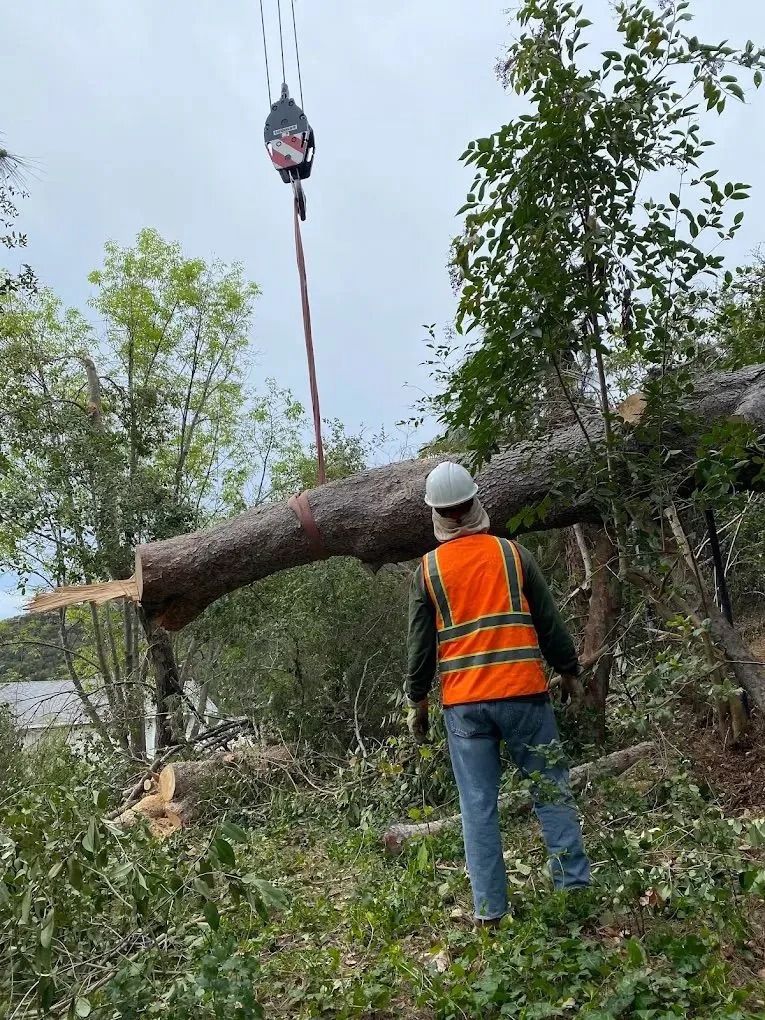 Worker in orange vest and hard hat near a fallen tree being lifted by a crane on a wooded hillside.
