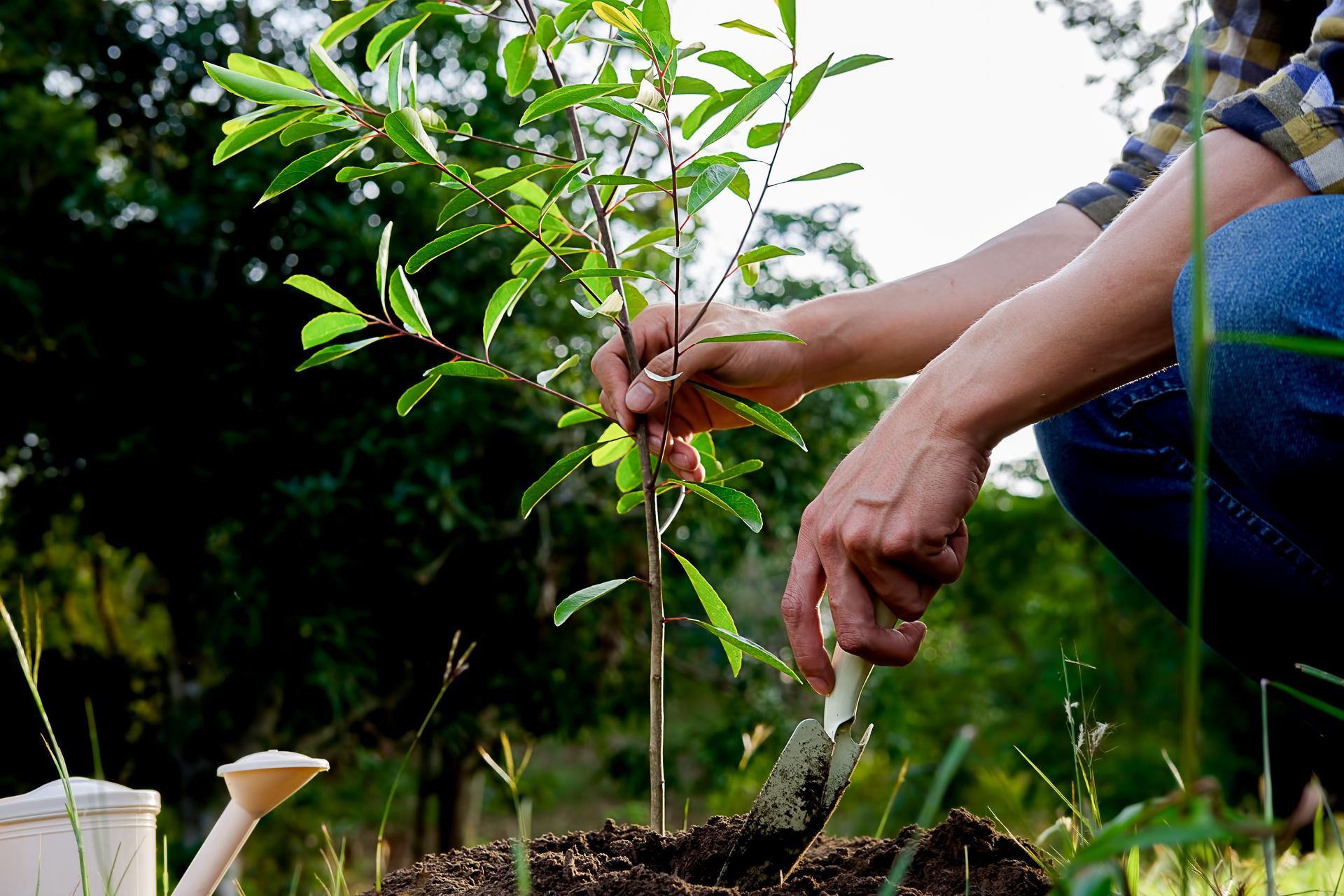 Person planting a young sapling in soil with a small gardening tool outdoors