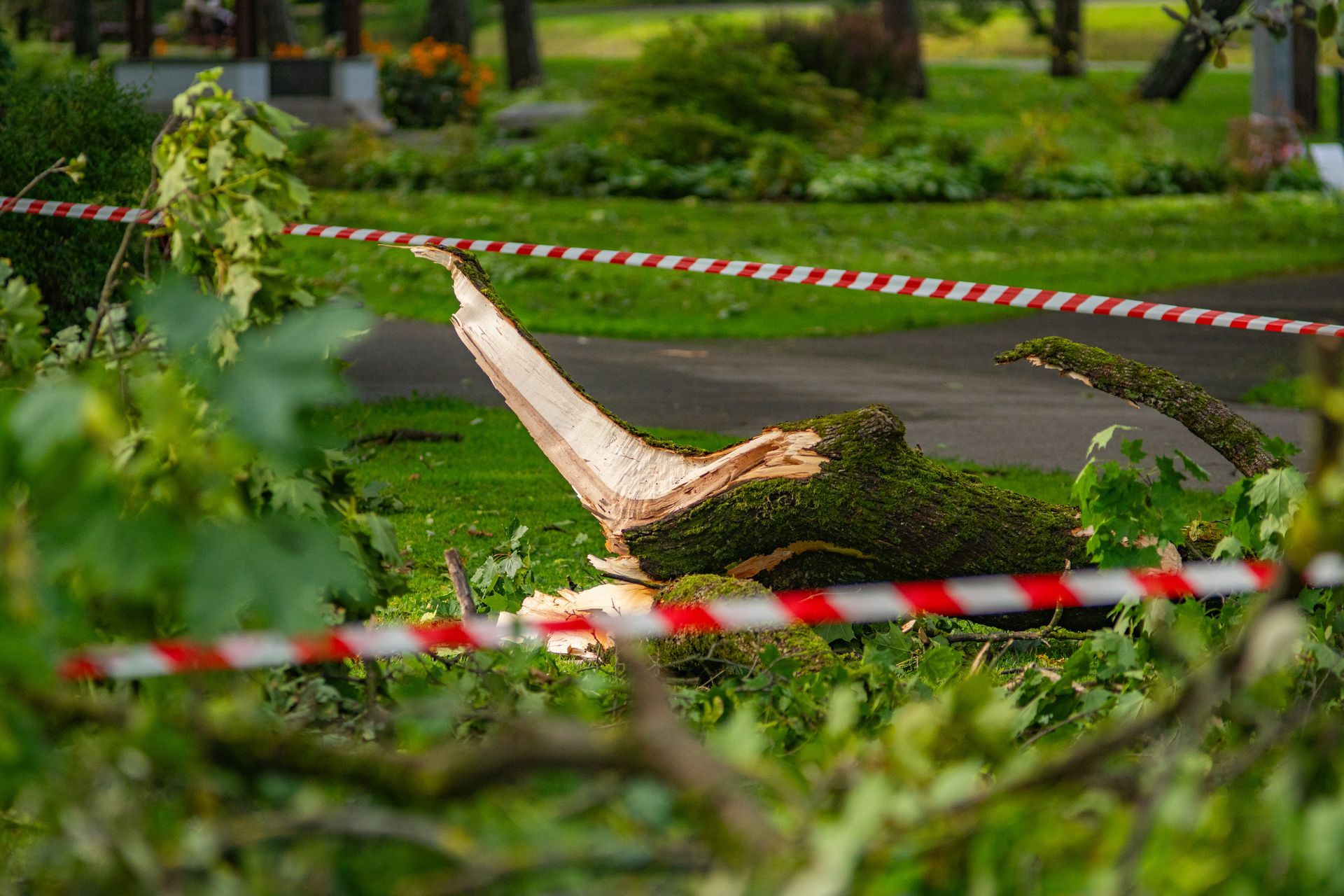 Broken tree branch taped off with red-and-white caution tape in a park path