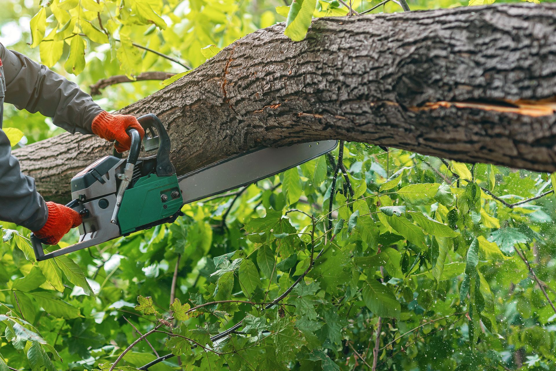 Worker cutting a tree branch with a chainsaw outdoors among green leaves