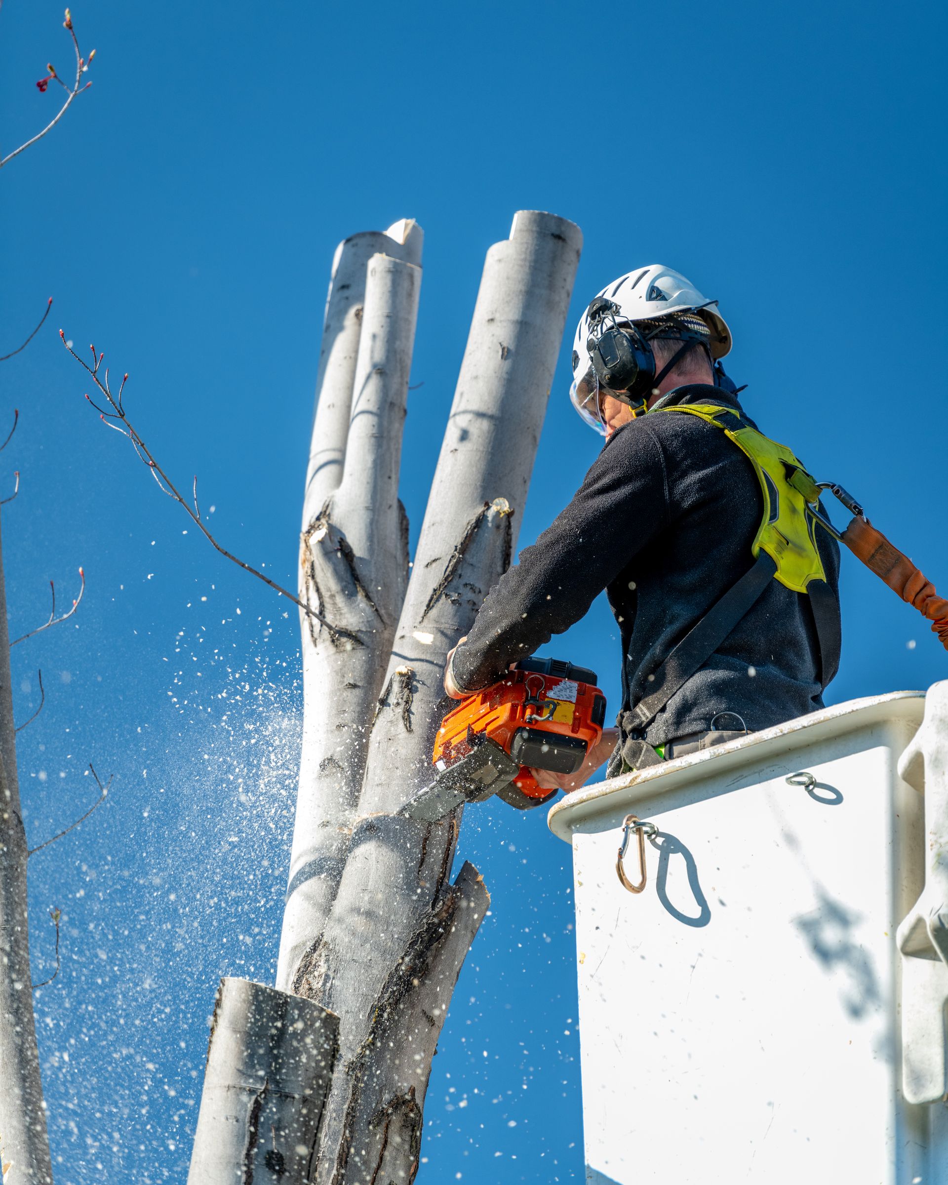 Worker using an orange chainsaw to trim a tree branch from a lift under a blue sky