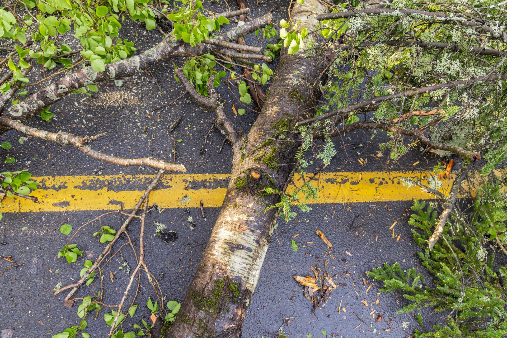 Fallen tree branch across a paved road with a yellow center line and scattered leaves and debris
