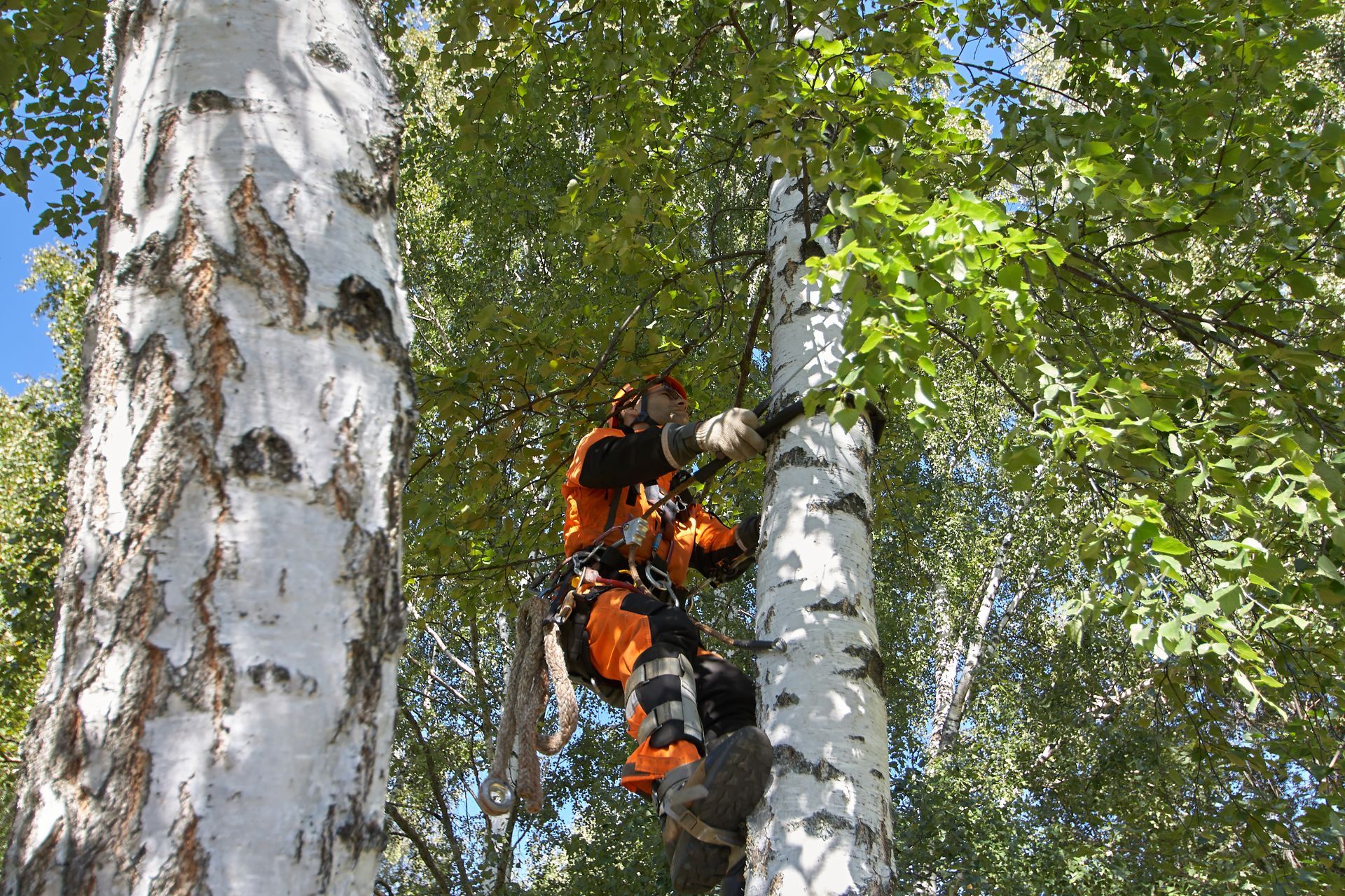 Two climbers in orange gear ascending birch trees in a leafy forest