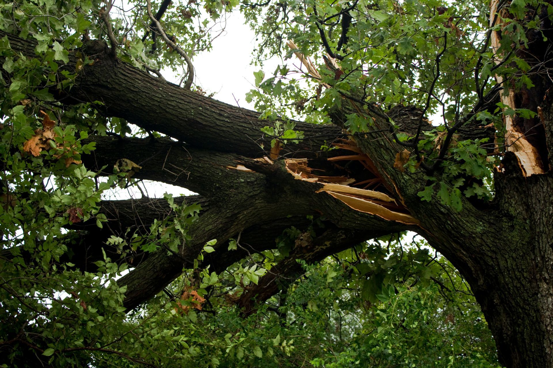 Broken tree branch hanging in a leafy green canopy outdoors
