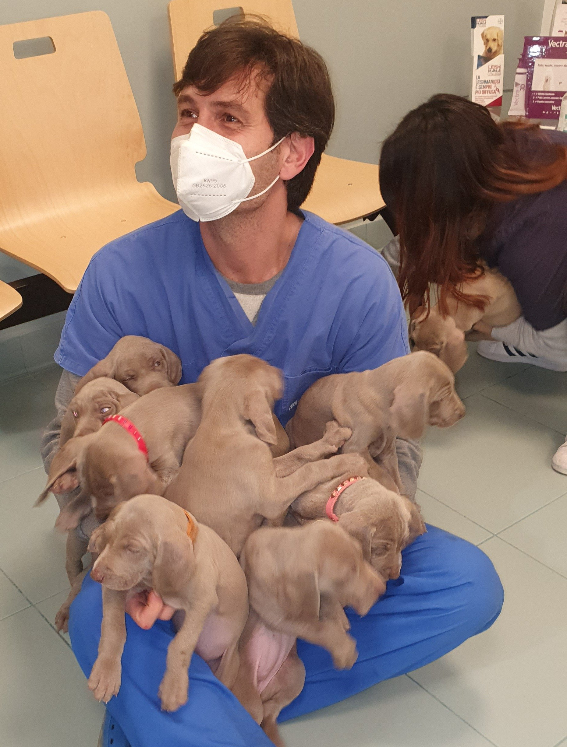 ambulatorio veterinario