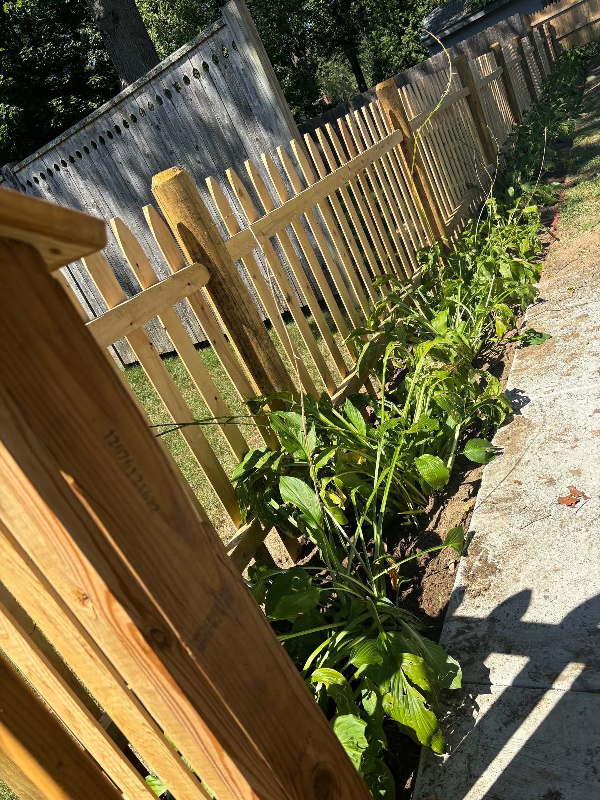 Wooden picket fence borders a garden bed with green plants.