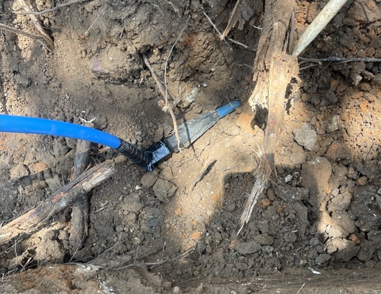 Blue hose connected to a buried pipe or fitting in dry soil near plant roots