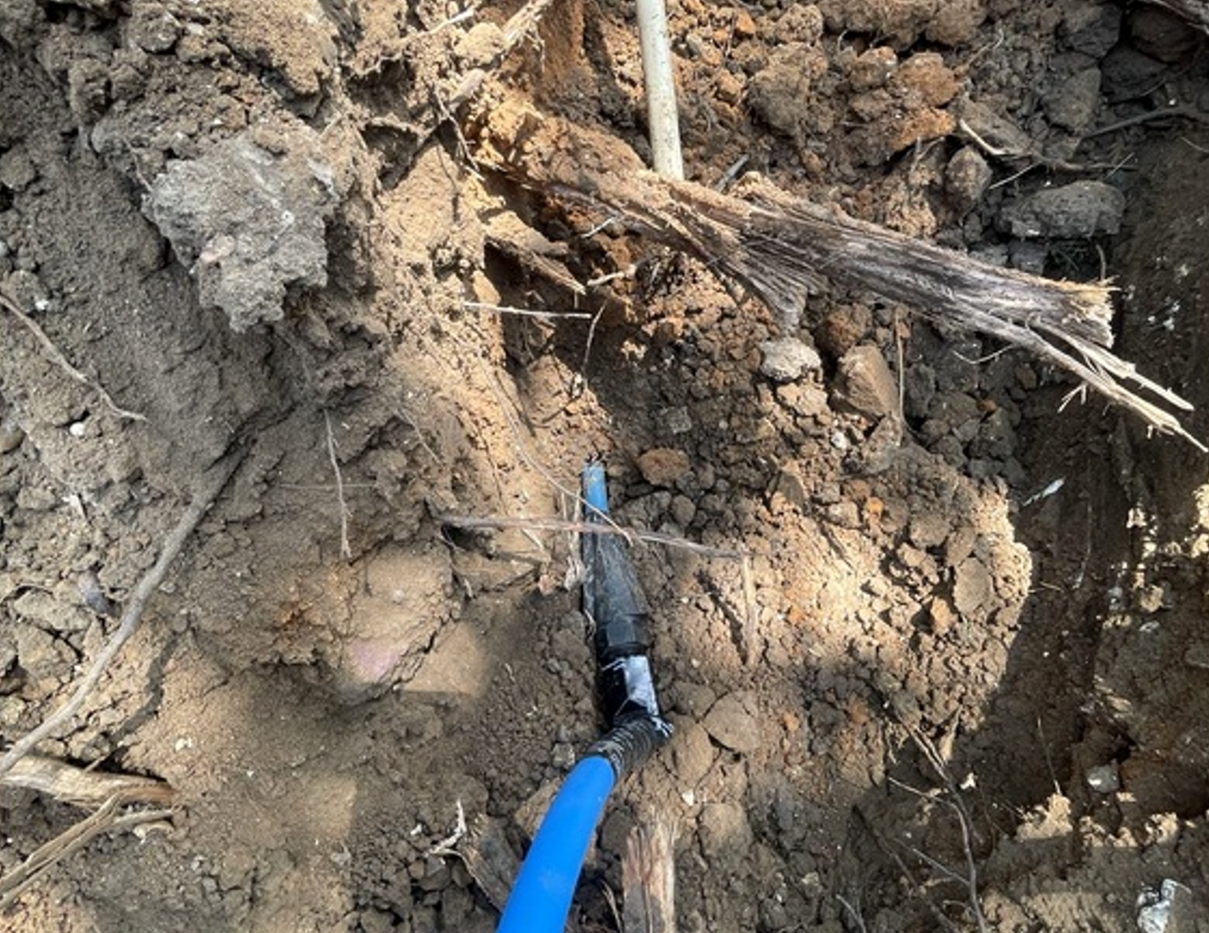 Blue hose connected to a buried pipe in a dirt trench with exposed roots and soil.