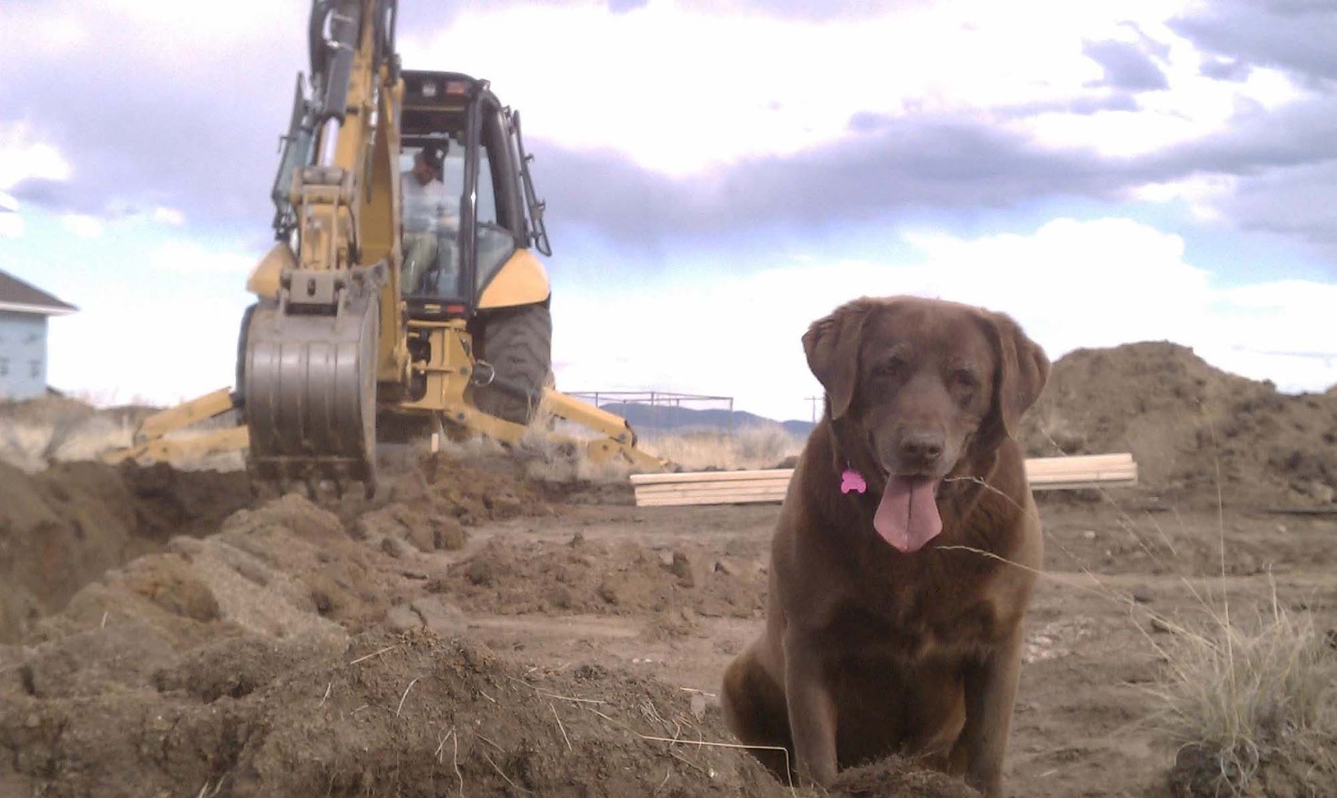 Brown dog sitting on dirt in front of an excavator at a construction site, tongue out.
