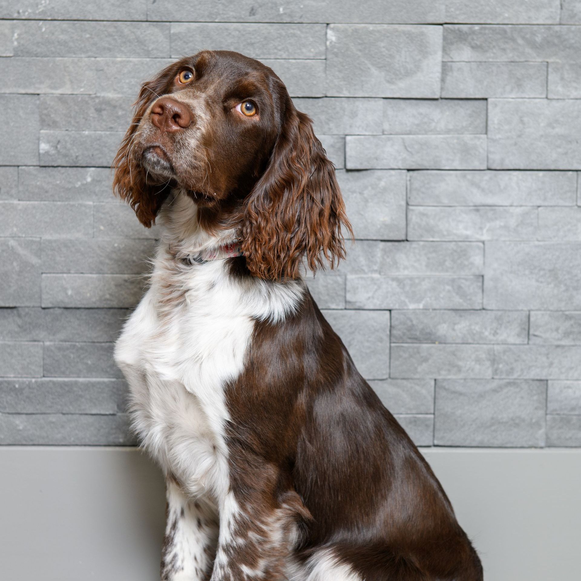 Macy the Mosaic Maven