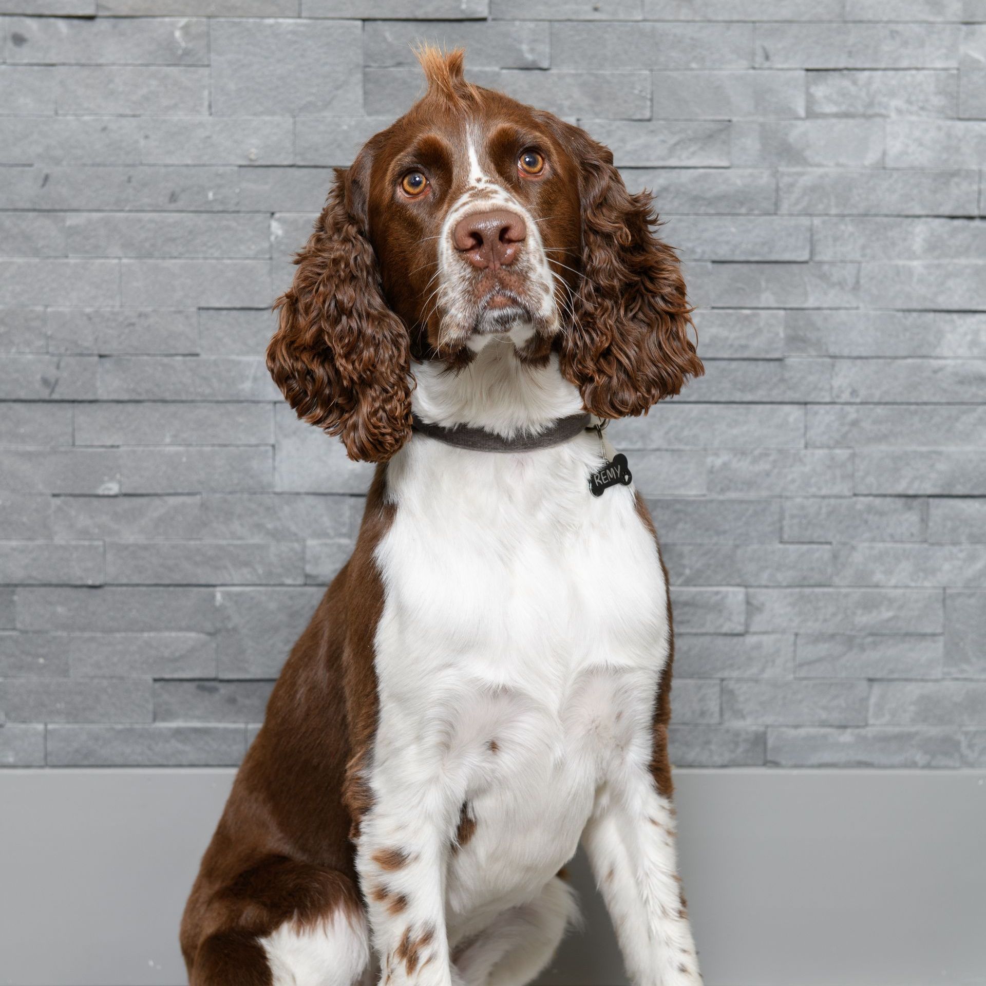 Remy the Renovator from Floor Source