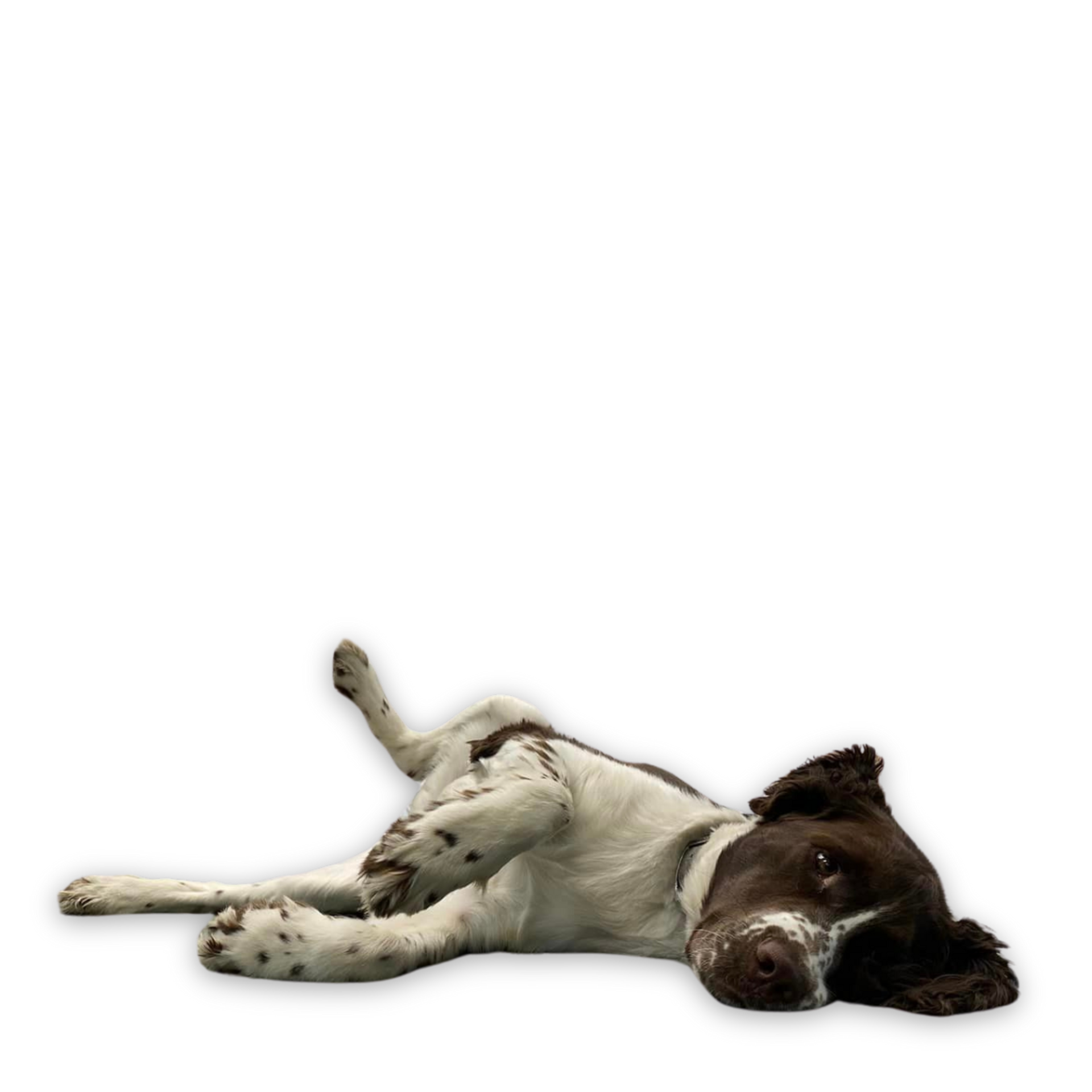 Remy from Floor source laying on the floor no background