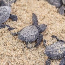 a group of baby sea turtles are laying in the sand .