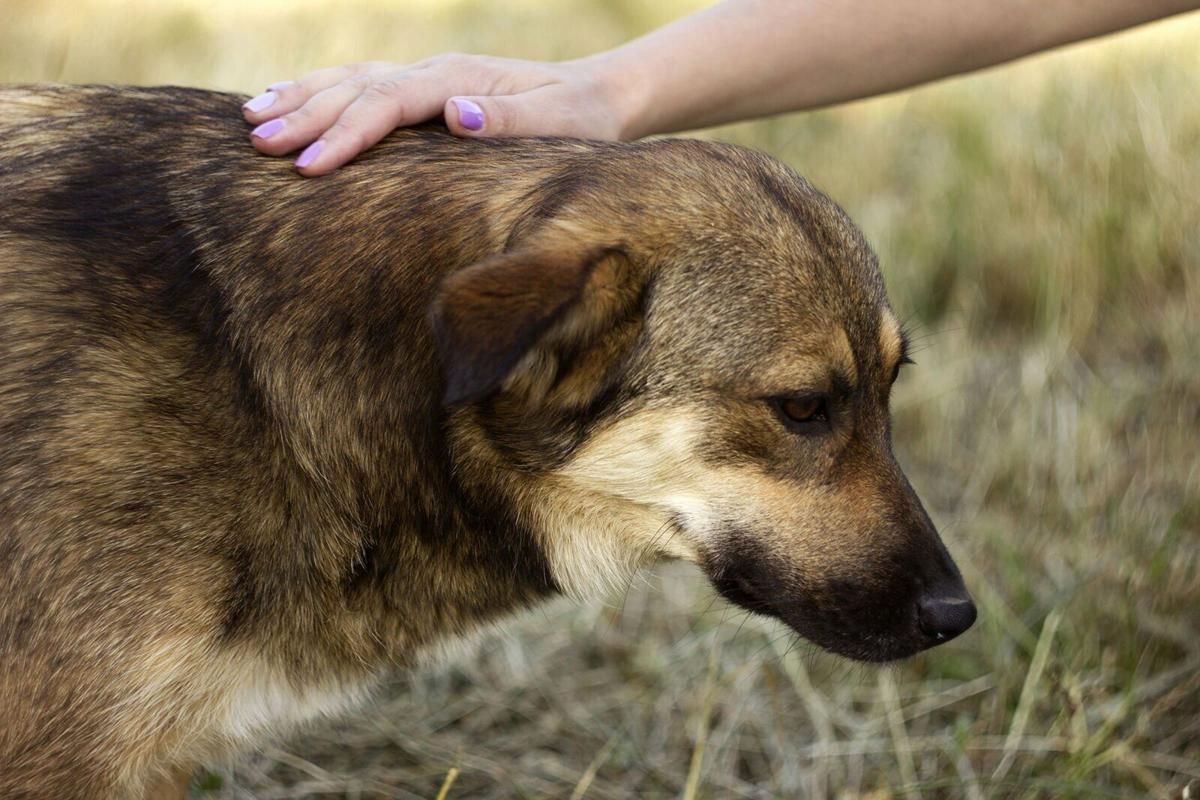 6 Signs Your Dog Has Heatstroke in Texas and Florida