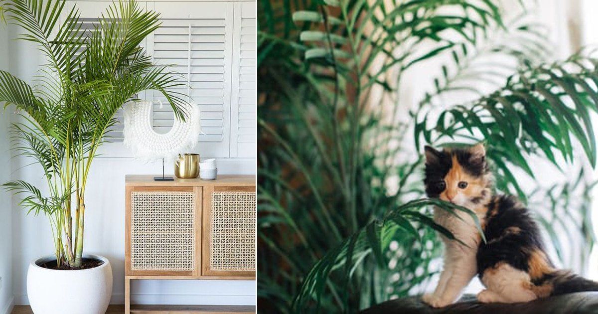 Are Majesty Palms Bad or Toxic To Cats Are Majesty Palms Bad or Toxic To Cats