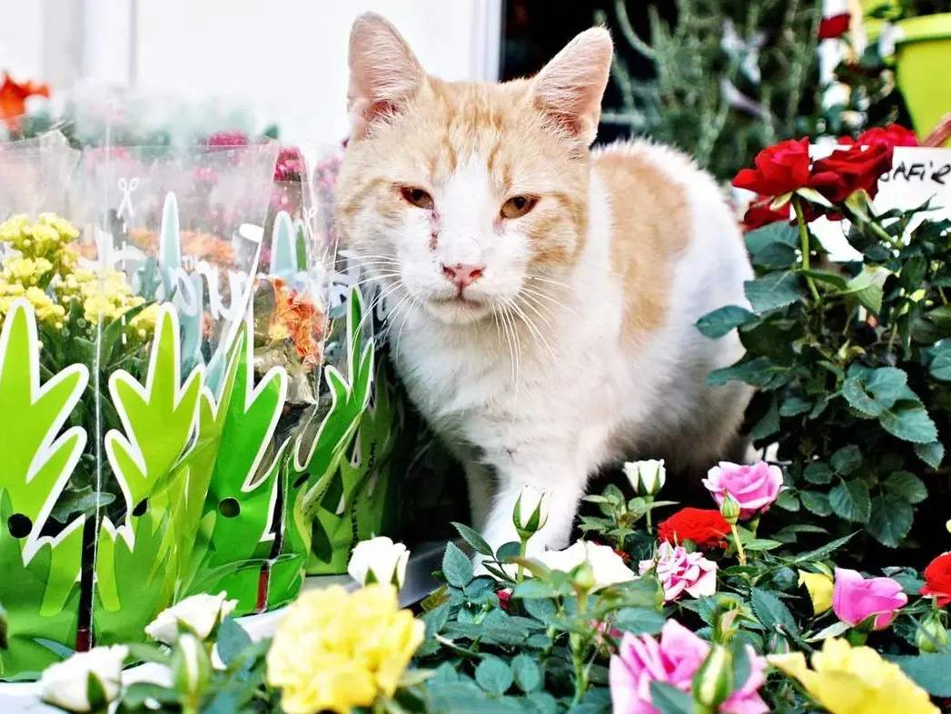 Are Bromeliad Toxic To Cats