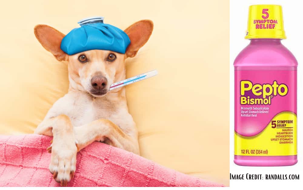 Can I Give My Dog Pepto Bismol For Upset Stomach Can I Give My Dog Pepto Bismol For Upset Stomach