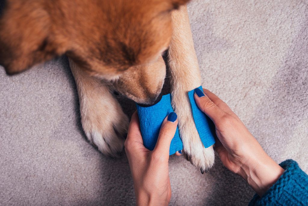 Dog Allergies When Do They Need Emergency Care