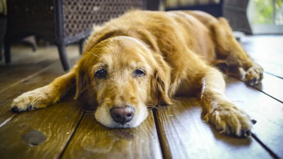 When To Euthanize A Dog With Oral Cancer When To Euthanize A Dog With Oral Cancer