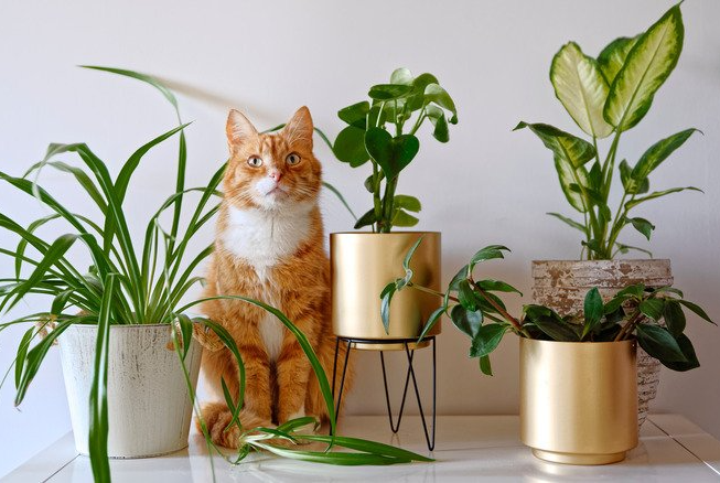 Is Bird Of Paradise Toxic To Cats