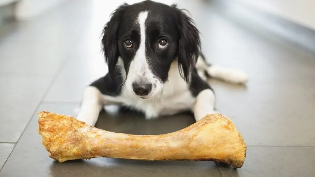 My Dog Ate A Chicken Bone My Dog Ate A Chicken Bone