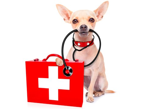 When Should I Call An Emergency Vet For My Pet When Should I Call An Emergency Vet For My Pet