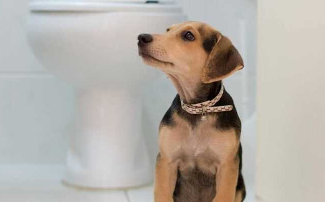 Why Does My Dog Follow Me To The Bathroom