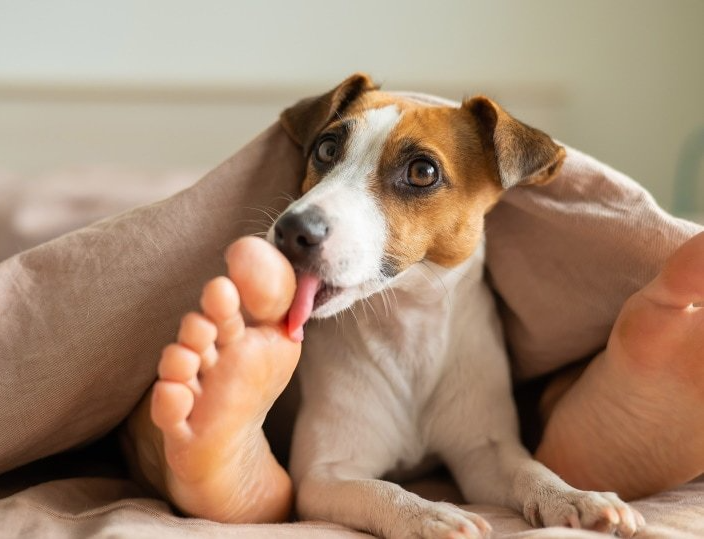 Why does my dog lick my feet? Why does my dog lick my feet?