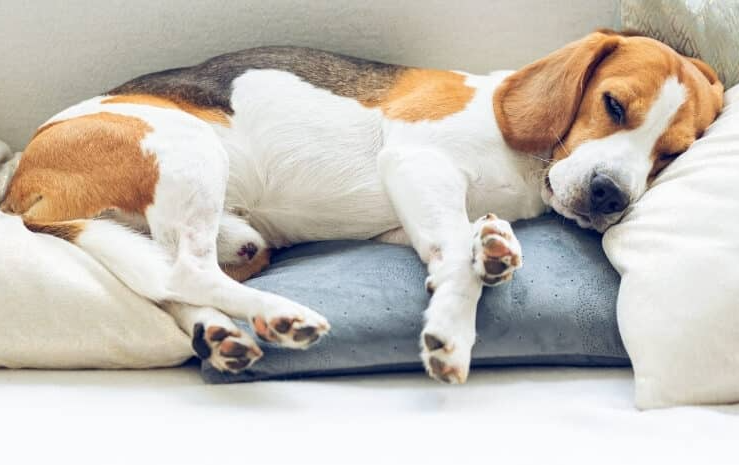 Why Does My Dog Snore Why Does My Dog Snore
