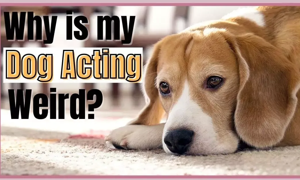 Talk to a vet when your dog is acting weird Talk to a vet when your dog is acting weird