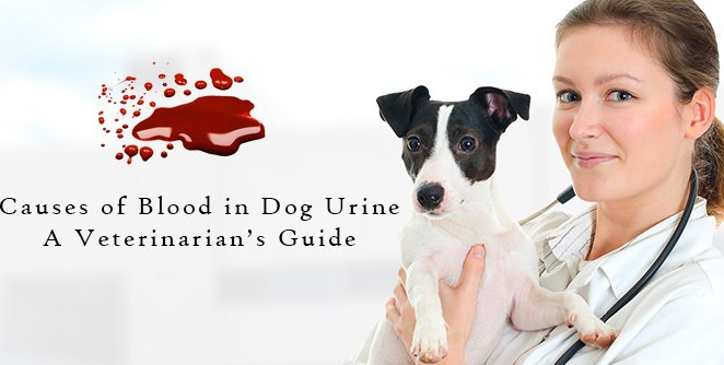 My Dog Is Peeing Blood My Dog Is Peeing Blood