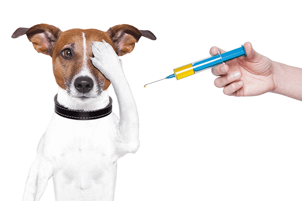 Animal Surgery Clinic Animal Surgery Clinic