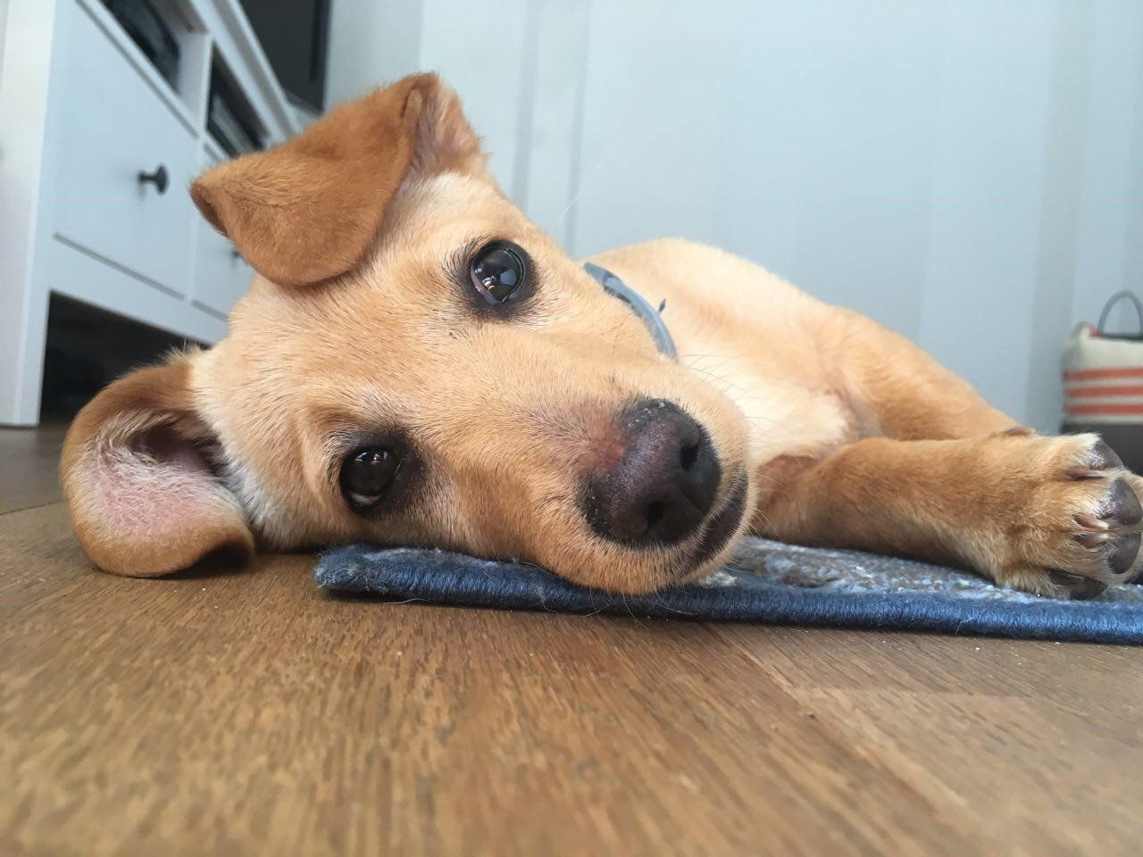 cani e parquet cani e parquet