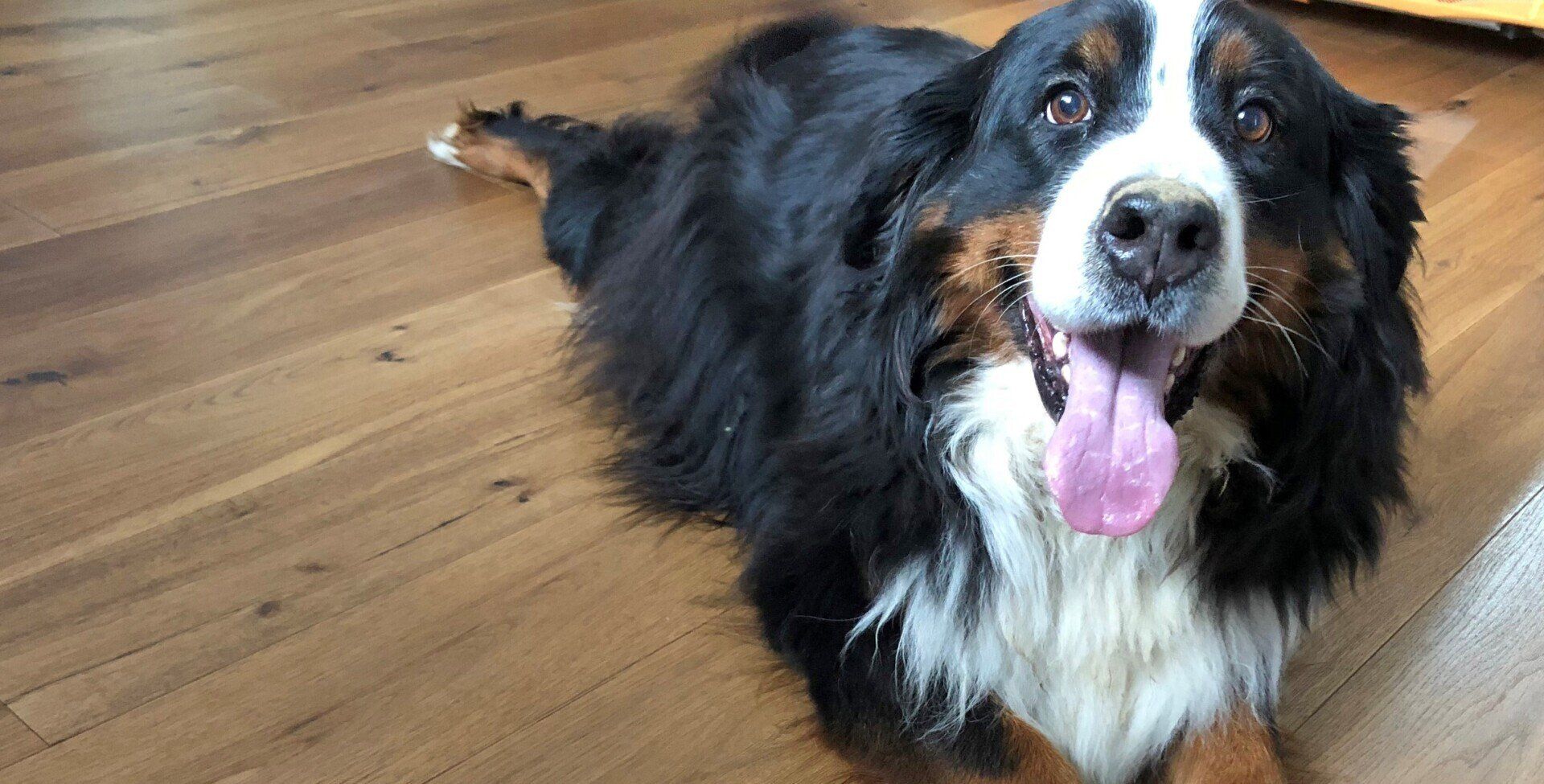 Cani gatti e parquet