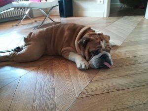 cani-e-parquet