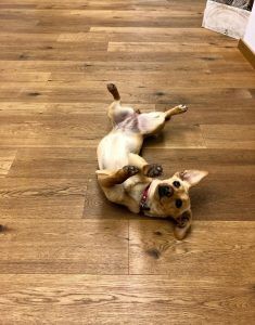 cani-e-parquet