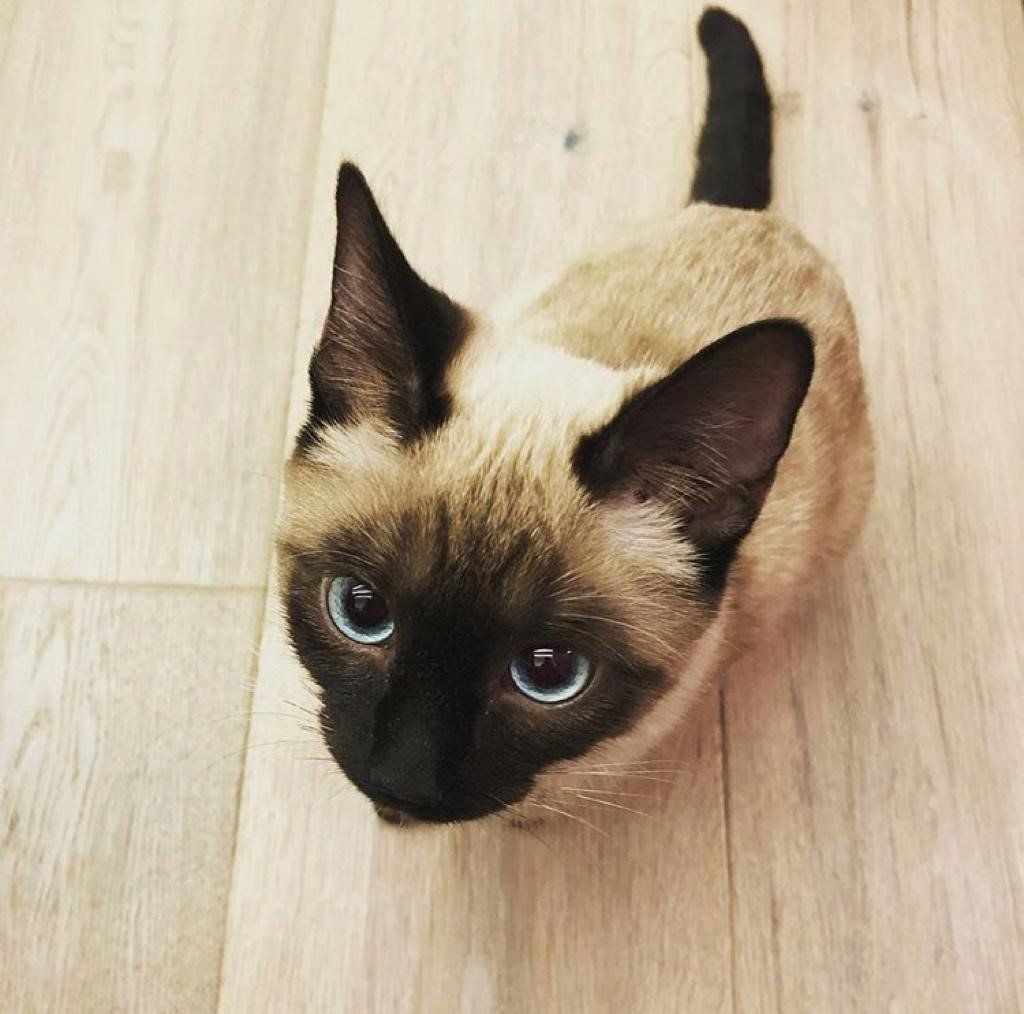 gatti e parquet gatti e parquet