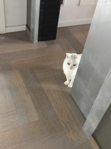 gatti e parquet