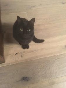 gatti e parquet