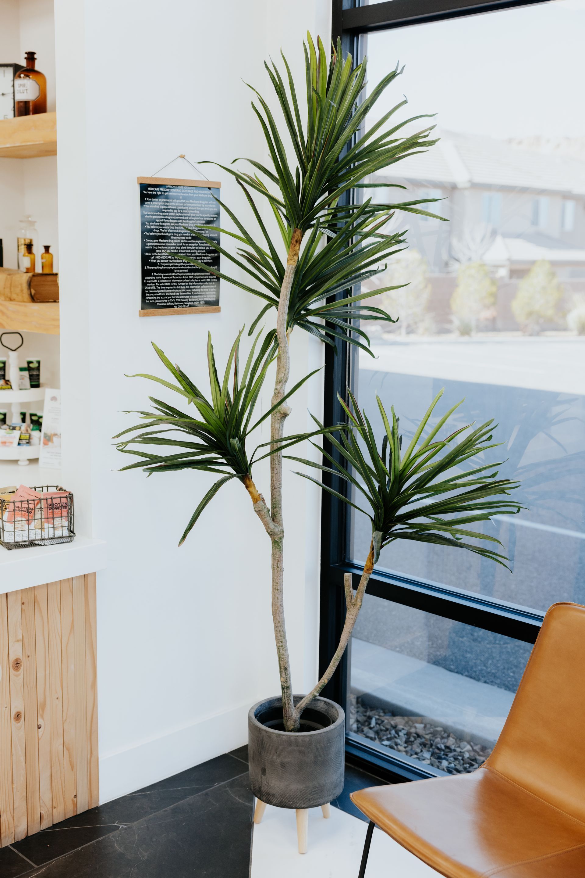 Tall potted plant next to a window and chair, in a bright room.
