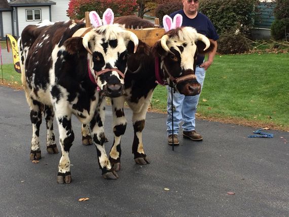 Red and white oxen yoked up wearing Easter Bunny ears with their teamster standing next to them.