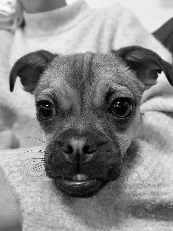 Millie Kontorshund - Belanjo AB